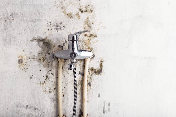 Best DIY Mold Remediation Support Services in Ridge Wood Heights, FL